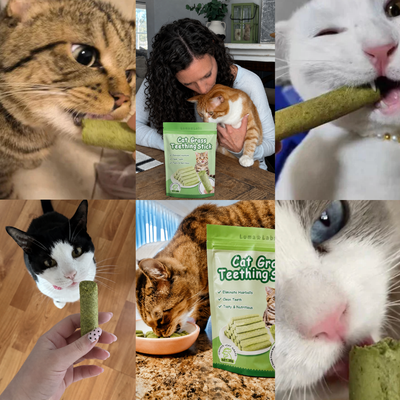 Cat Grass Sticks